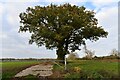 Monewden: Track to Folly Farm and fine oak tree next to it in Monewden