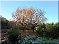 Pair of small oak trees in G45 0JA