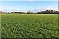 Pasture by Redourn Lane in AL5 2NS