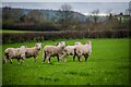 Whitestaunton : Grassy Field & Sheep in TA20 3QA