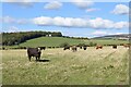 Grazing cows near Tarland in AB34 4ZL