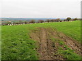 Field of grazing sheep near Maescanol in Llanllwni Community