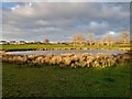 A lake on the outskirts of Donisthorpe in DE12 7PX