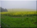 A Rape field at Hollydean in TD6 9HT
