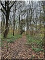 Footpath In Edlington Wood in DN12 1JH