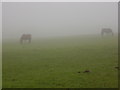 Horses lost in the mist in TD7 4QA