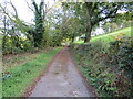 Hedge and tree-lined minor road near Allt Cil-gell-ganol in SA48 8DX