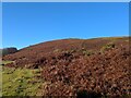 Autumn bracken scene in Upper Cwmbran Community