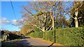 Hedge and trees alongside Pound Lane in SO40 2PH
