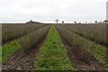 Blackcurrant field south of Bradenham in IP25 7BE