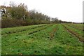 Blackcurrant field south of Bradenham in IP25 7GA