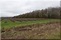 Blackcurrant field on The Grazing Grounds in IP25 7QY