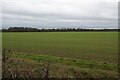 Field south of High Grove wood in IP25 7RE