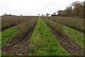 Blackcurrant field south of Bradenham in IP25 7RE
