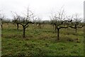 Orchard by Mill Lane in NR19 2QD