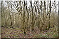 Coppicing, Cole Wood in TN26 3PG