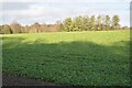 Sloping field beside Micheldever Road in SO21 3BA