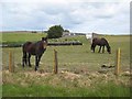 Horses at Glasslaw Smiddy in AB43 6PX