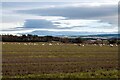 Sheep pastures near Spey Bay in IV32 7PJ