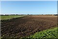 Field by West Fen Road in Over & Willingham Ward