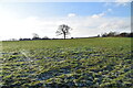 Frosty Sussex pasture in BN8 5AU