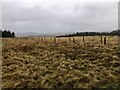 Rough grazing, Davyshiel Hill in NE19 1HL