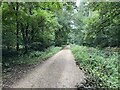Forestry track - Weston Common in GU34 5SY