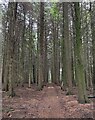 Coniferous woodland - Weston Common in GU34 5SY
