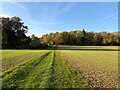 Footpath approaching Pelican Wood in RG25 2LB