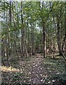 Path in Hatwood's Copse in RG25 2LB