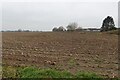 Maize stubble by the railway, Attleborough in NR17 2DJ