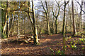 Woodland, Goring Heath in RG8 7RT