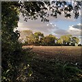 Trees lining the bridleway to Brinklow in CV23 0JZ