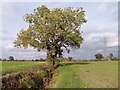 Ash tree by a drainage ditch in CV11 6GA