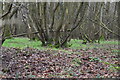 Coppicing, Harlakeden Wood in TN26 3PW