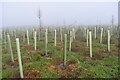 Newly planted woodland beside Smannell Road in SP11 6JP