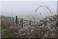 Old Man's Beard and frosty field beside Walworth Road in SP10 5NU
