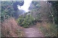 Fallen tree on the bridleway at Finkley Down in SP11 6RW