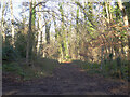 Public footpath through Pissen Wood in RG9 4RD