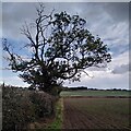 Ash tree by the field path from New Arley to Astley in CV7 8HR