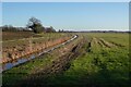 Marsh edge south of Ludham in NR29 5NU