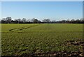 Field by Malthouse Lane in NR29 5GB