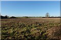 Plot on the edge of Ludham in NR29 5GB