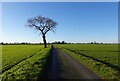 Tree by Malthouse Lane in NR29 5AN