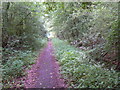 Paved path - Carpenters Down Wood in RG24 9PR