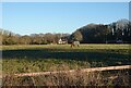 Horse paddock by Landwade Farm in CB8 7NL