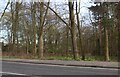 Woods by London Road, Thetford in IP24 3RW