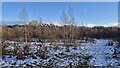 Wooded Area, Walkers Heath Recreation Ground in B38 9EY