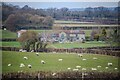 West Hatch : Grassy Field & Sheep in TA3 5RL