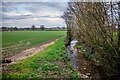 Bickenhall : Grassy Field & Stream in TA3 5SN